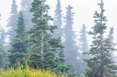yoğun sis ile visable yeşil ağaçlar ve çim çayır katmanları