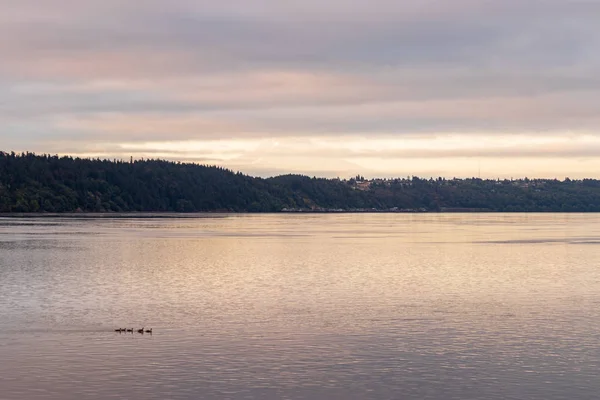 Gansos canadienses nadan antes de la nube cubierta monte lluvioso en la mañana —  Fotos de Stock