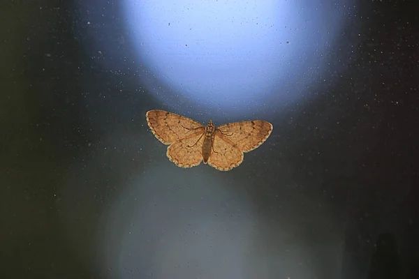 Delicata falena sulla porta dello schermo di fronte allo sfondo notturno sfocato — Foto Stock