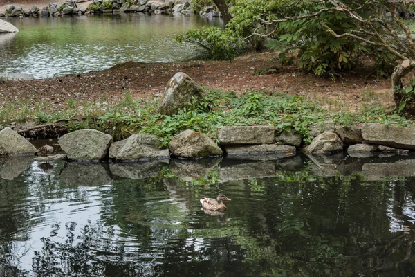 Piccola anatra giovane in acque limpide nello stato di Washington — Foto Stock