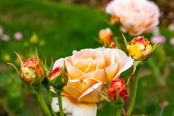 pale apricot colored roses with small bugs on stems