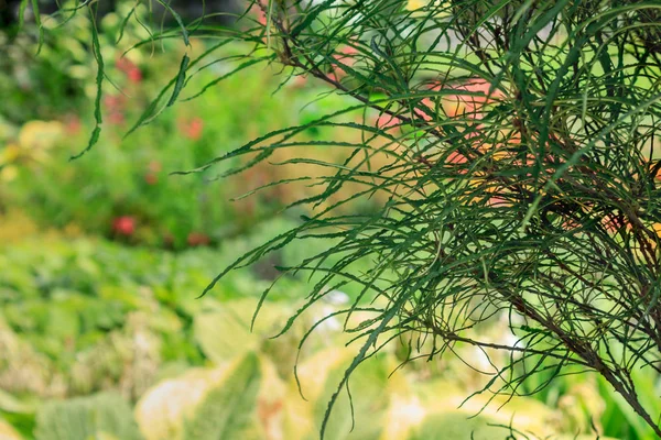 Lummiga trädgård gröna detaljer i nordvästra trädgård — Stockfoto