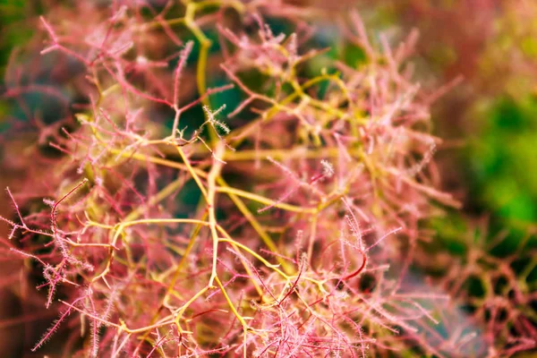 Flores de coral rosa con un crecimiento patrón abstracto — Foto de Stock