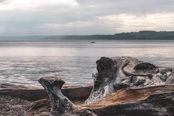 Гигантские стволы деревьев, повернутые временем, и вода, лежащая на пляже рядом с рыбацкими лодками — стоковое фото