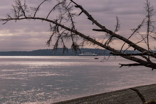 Puget som e árvore detalhes perto de travessia de balsa ao amanhecer — Fotografia de Stock
