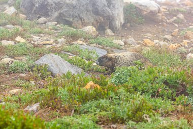 taşlar ve çimen yürüyüş dağ sıçanı alt alp çayırda