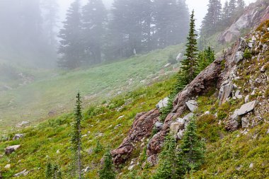 Hillside ağaçlar ve sis tarafından gizli çimen