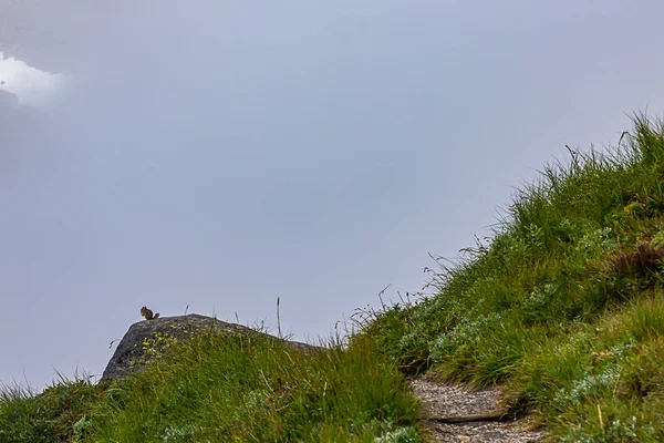 Exuberante prado cubierto de rocío con camino que conduce a mirador de niebla con ardilla —  Fotos de Stock