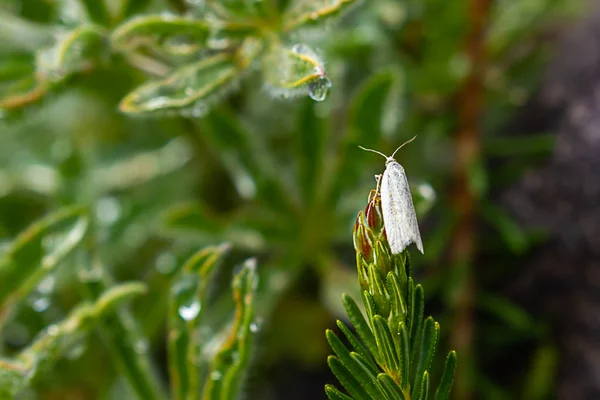 Beyaz güve çiğ damlaları ile derin yeşil bitkiler üzerinde dinlenme — Stok fotoğraf