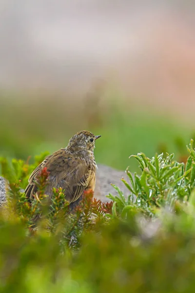 Senkrechter kleiner, pubertärer Vogel, der im Tau auf der Alm sitzt — Stockfoto