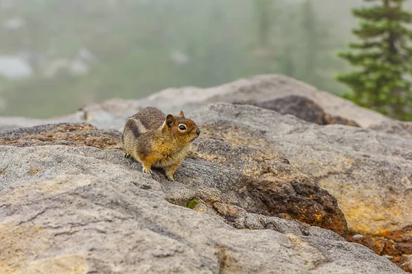 Pequeña Ardilla Gorda Sienta Niebla Largo Los Bordes Pradera Alpina — Foto de Stock