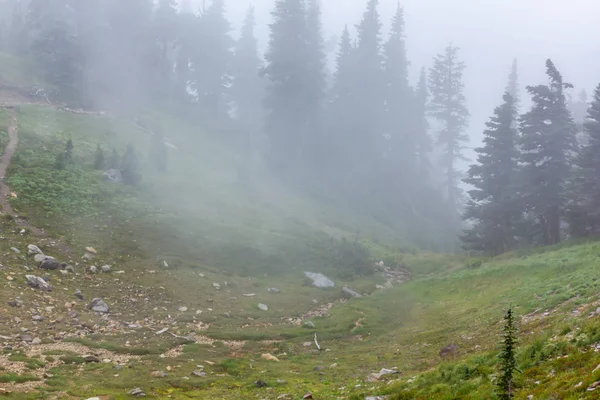 Деревья и луга, скрытые туманом — стоковое фото