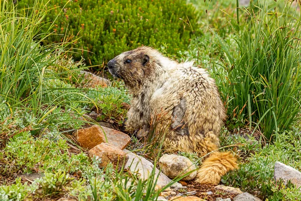 Marmota mirando por encima del hombro en el campo cubierto de hierba — Foto de Stock