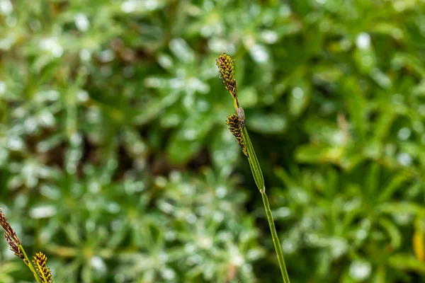 Трава з краплями роси і мухою зверху — стокове фото