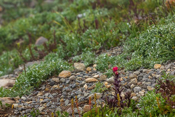 Planta de pincel indio rojo en pradera subalpina —  Fotos de Stock