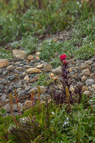 Planta de pincel indio rojo en el prado subalpino mañana —  Fotos de Stock