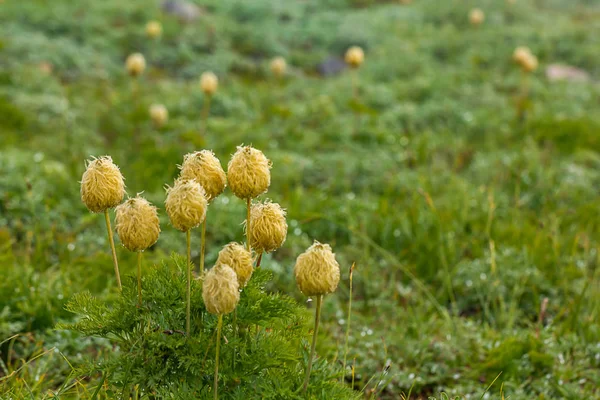 Agrupación de cabezas pascuales de flores en el prado con niebla —  Fotos de Stock