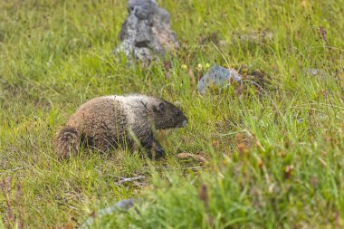 washington eyaletinde alt alpin çayır aracılığıyla yuvarlak bir sıçan elini kolunu sallaya dönüyor