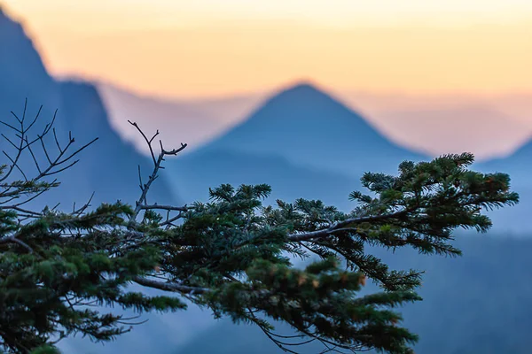 Rama de pino verde frente a la puesta de sol de montaña — Foto de Stock