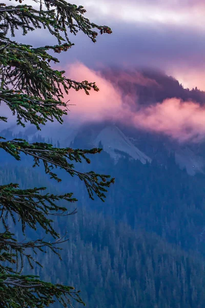 Ramas de pino frente a nubes de montaña rosas y naranjas — Foto de Stock