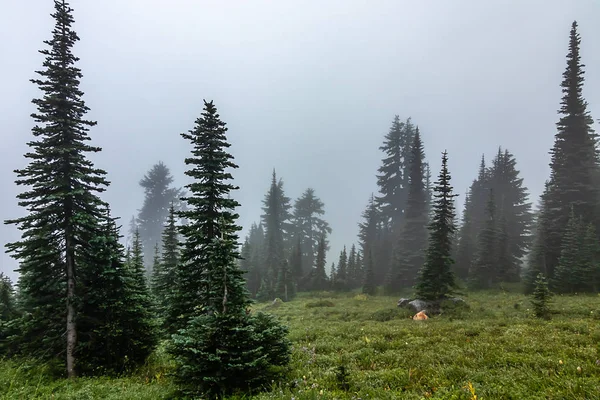 Capas de neblina y árboles y niebla en verano —  Fotos de Stock