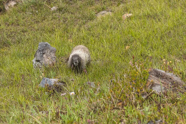 Marmot walks towards camera in shot of meadow in washington — Stock Photo, Image