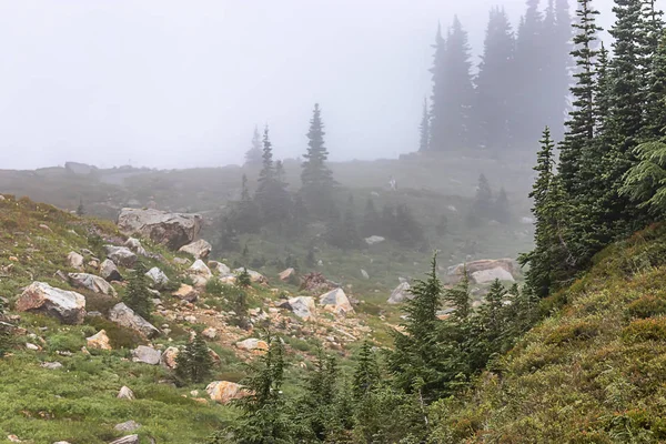 Ambiente espeluznante causado por una mezcla de niebla y humo en el monte de lluvia —  Fotos de Stock