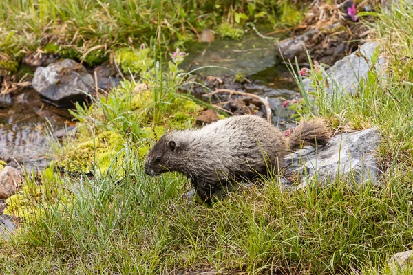Grandes paseos en marmota cerca de la piscina de agua en el prado — Foto de Stock