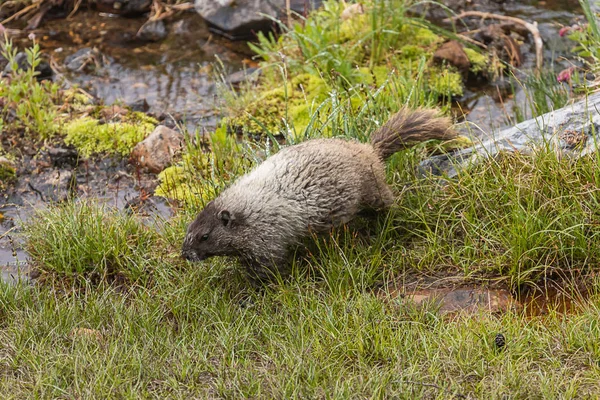 Marmota en pradera cruza tronco sobre agua en pradera — Foto de Stock