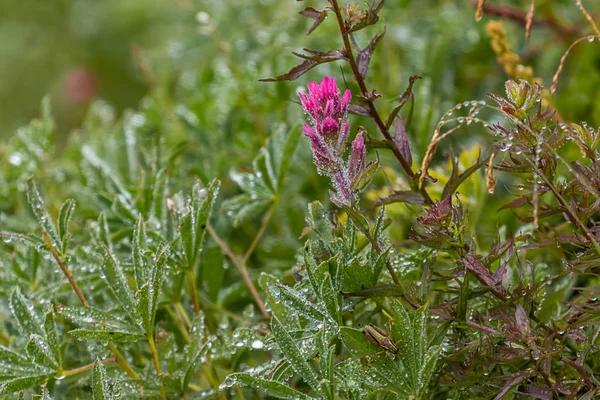 분홍색 야생화와 워싱턴에서 초원에서 — 스톡 사진