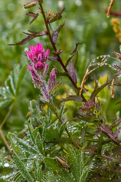 Flor pincel rosa selvagem no prado em washington ocidental — Fotografia de Stock