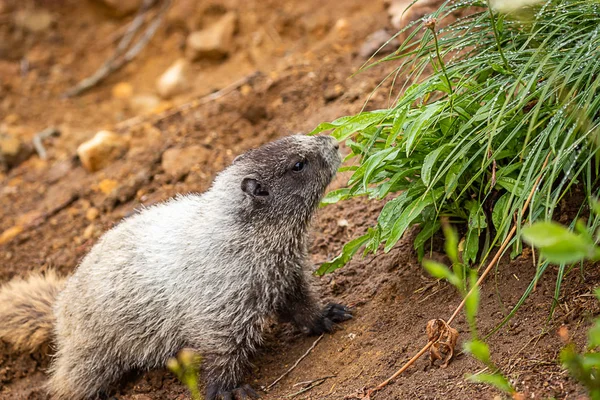 Gran marmota se mueve por suelo rocoso hacia la hierba verde — Foto de Stock