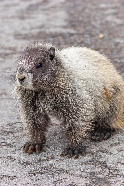 Gran marmota se sienta en la carretera pavimentada en agosto tiro vertical — Foto de Stock