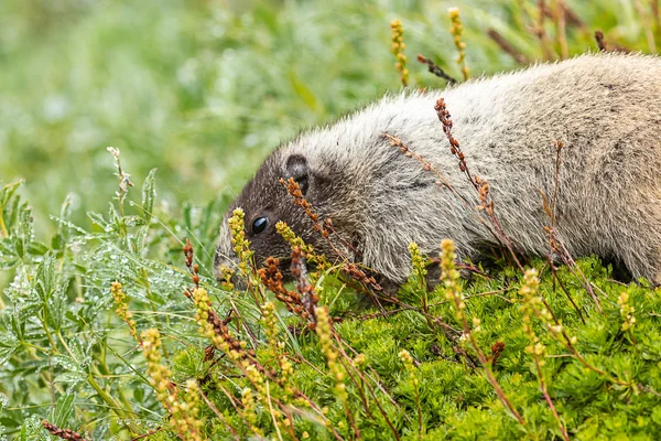 Marmota olfateando hierba cubierta de rocío en el prado — Foto de Stock