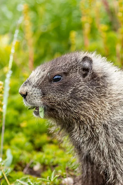 Lodret skud af murmeldyr gnaskende på friske blade fra eng - Stock-foto