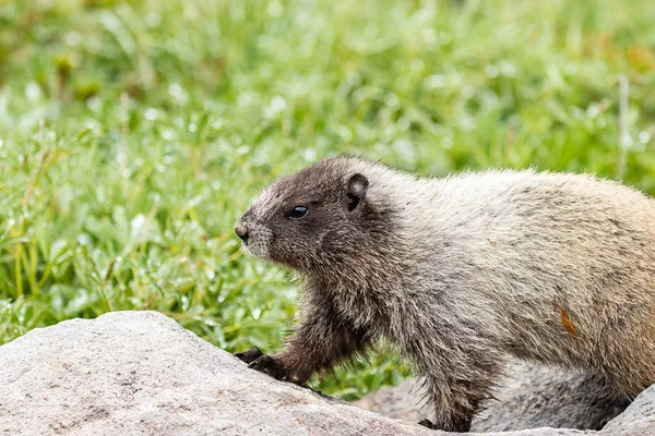 Marmota salvaje caminando sobre rocas en el prado — Foto de Stock