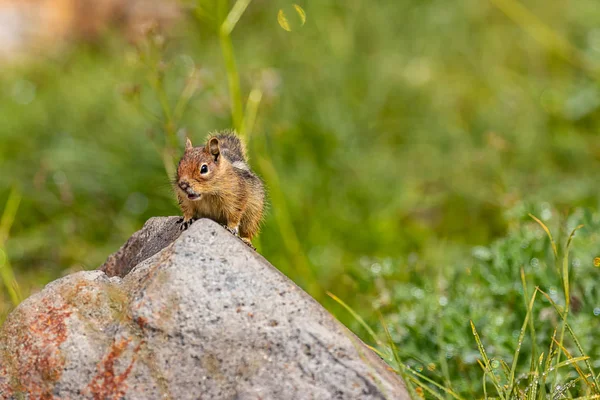 Streifenhörnchen mit offenem Mund auf Felsen — Stockfoto