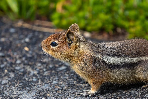 Ardilla de pie en la carretera pavimentada cerca del campo verde — Foto de Stock