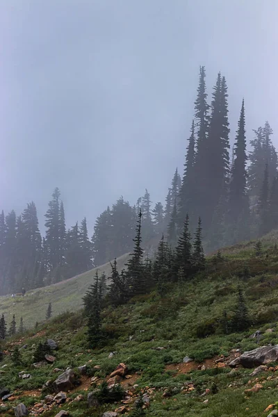 Campo de piedra cerca de bosque de niebla en agosto por la mañana —  Fotos de Stock