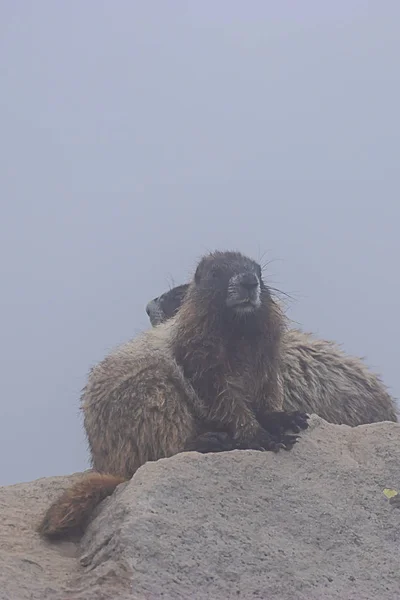 Dos grandes marmotas se sientan encima de una gran piedra en la niebla — Foto de Stock