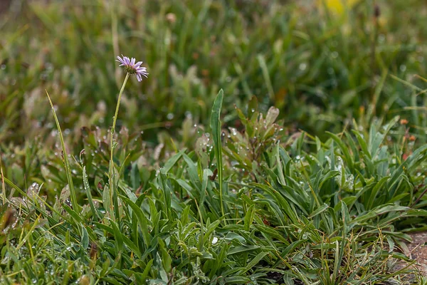 Flor de aster salvaje con flor púrpura en el prado lleno de rocío —  Fotos de Stock