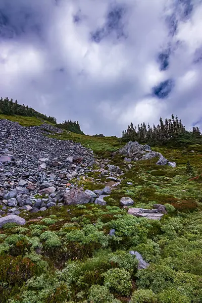 언덕을 따라 돌 사이의 식물의 녹색 그룹화 — 스톡 사진