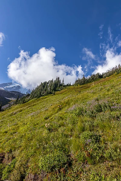 Washington summer day over mountain meadow and clouds — Stock Photo, Image