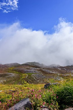 yüksek dağ otlak yukarı akan su Streams