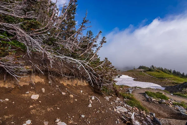 山に丘の中腹を突き出して木の根 — ストック写真