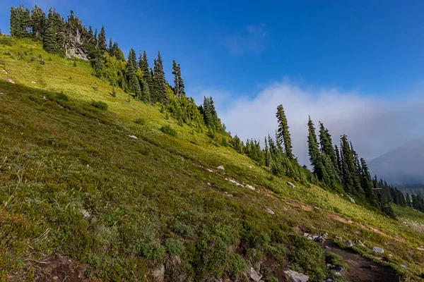 Verde brillante montaña landskape con hierba y pinos distantes —  Fotos de Stock
