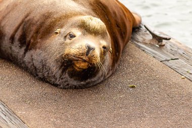 nap üstünde rıhtım--dan şirin uykulu sealion örnek alıyor