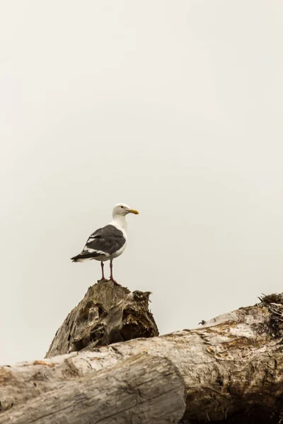 Mouette piratée sur un tas de grosses billes de bois flotté — Photo