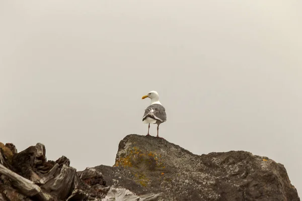 Seagull on rock looking over to the left side — Stock Photo, Image