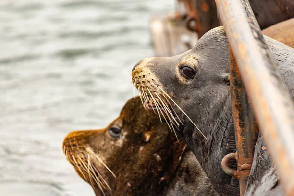 Gris sealion pose avec brun sealion regardant vers la mer — Photo